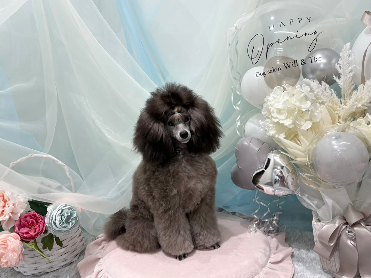 Dog salon Will & Tiar (ウィルティア) 6