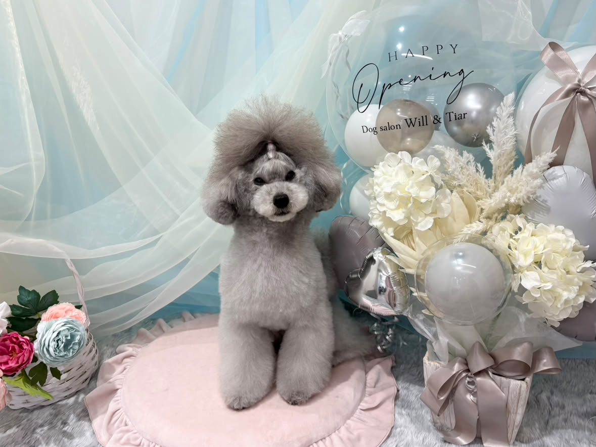 Dog salon Will & Tiar (ウィルティア) 4