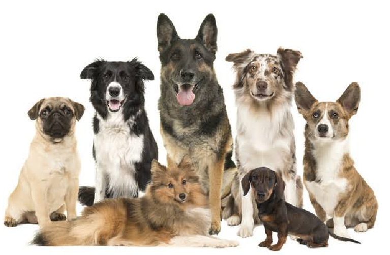 Natural Dog Salon Ohana 5