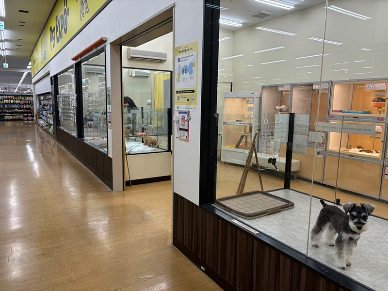 ペットエキスポ盛南店　犬猫コーナー 2