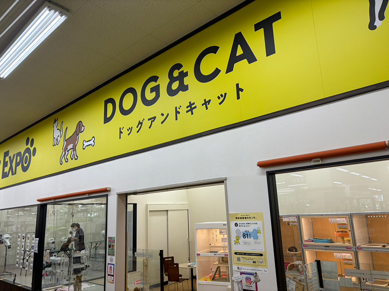 ペットエキスポ盛南店　犬猫コーナー 1