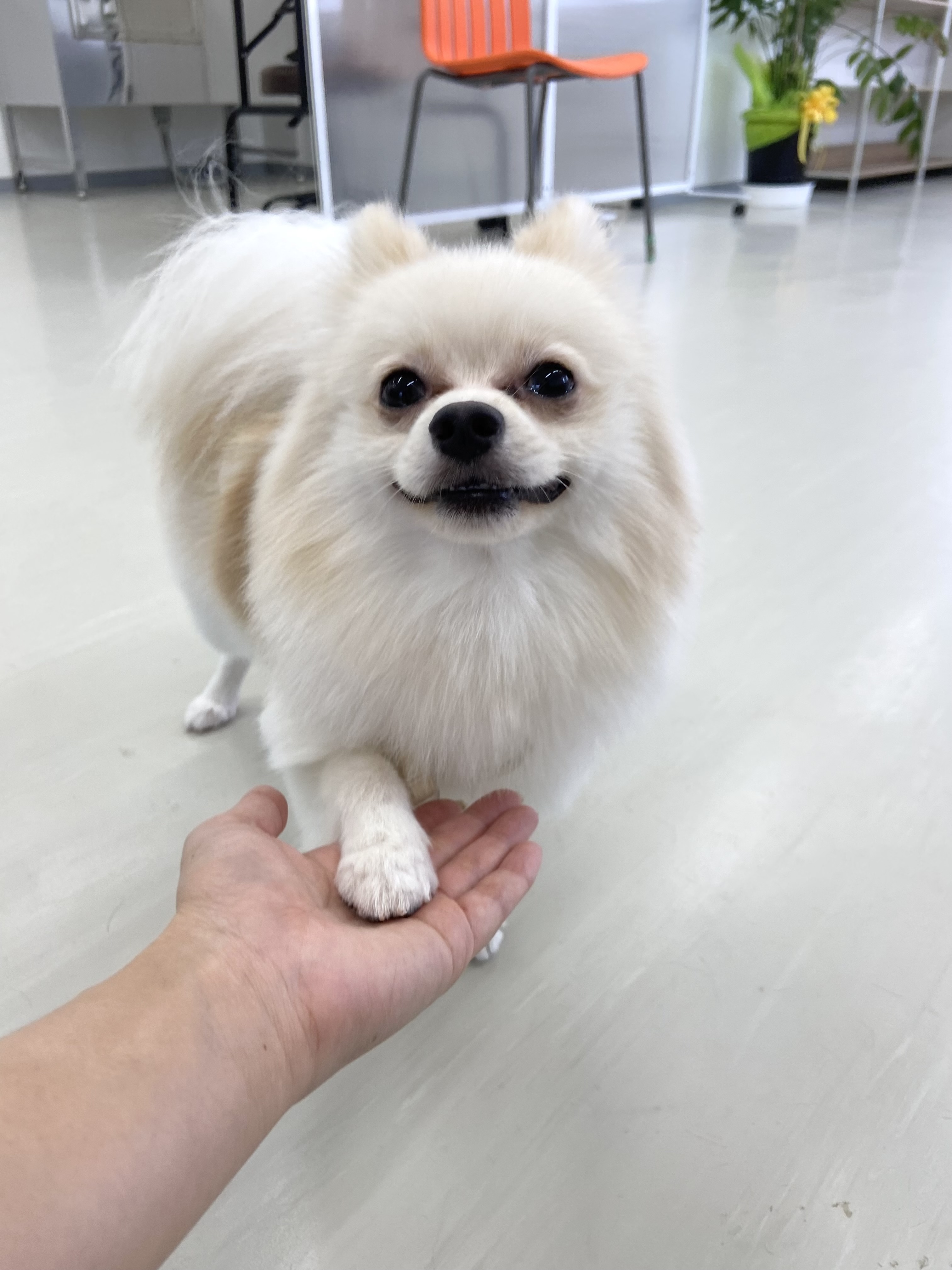 トリミングサロンWan ViVi 5