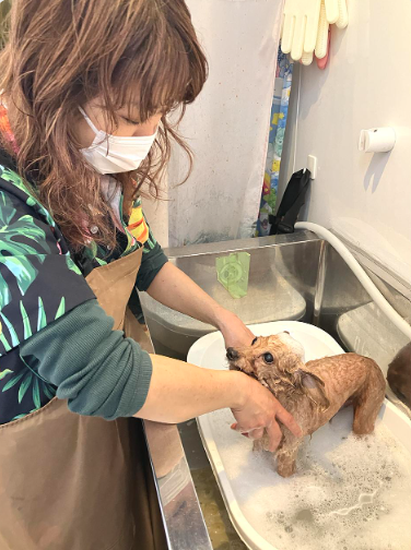 DOG Hair Care Technician Pro School 2