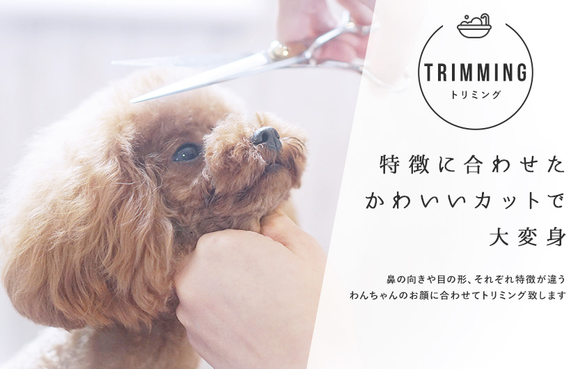 サロンPetit Dog 3