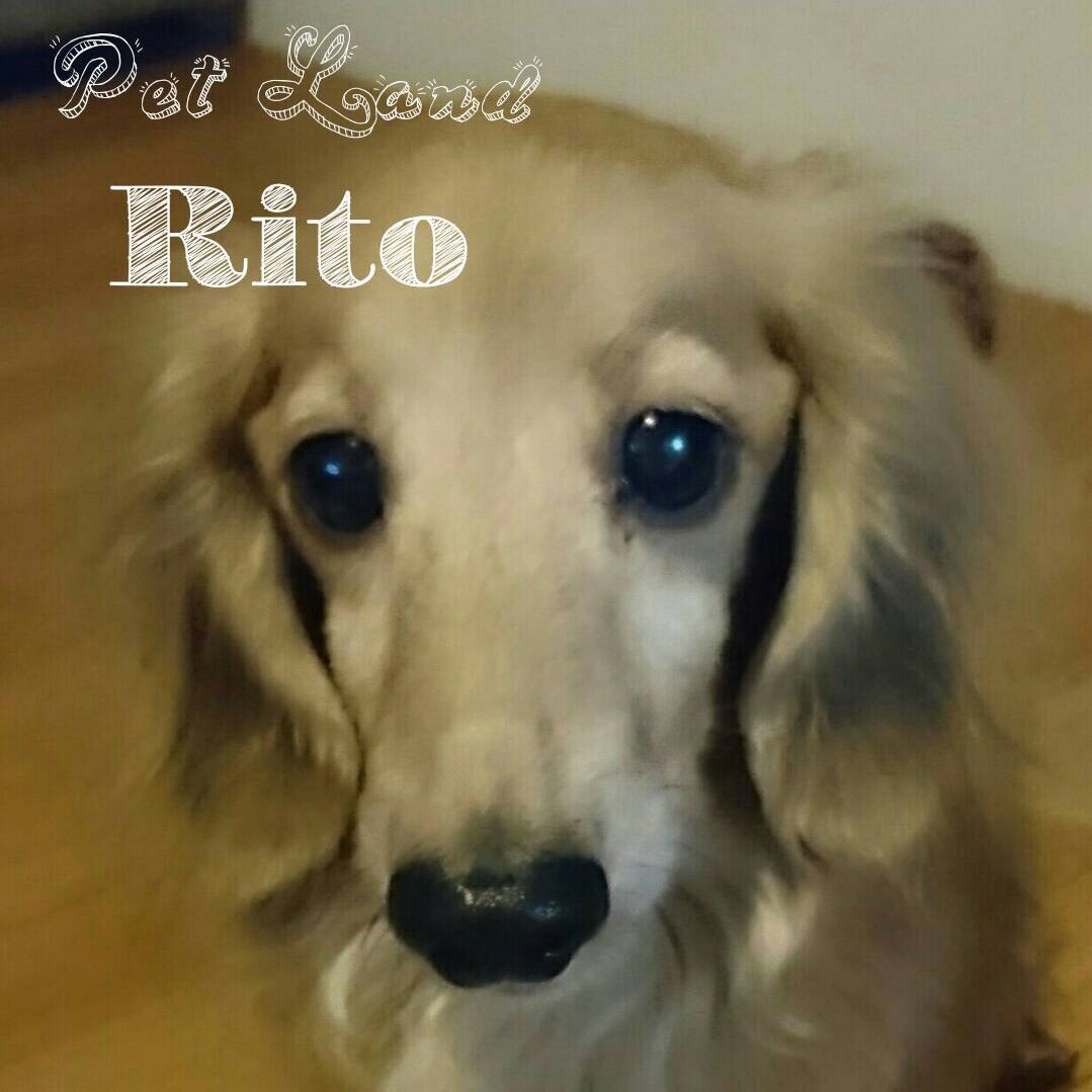 Pet Land Rito 1