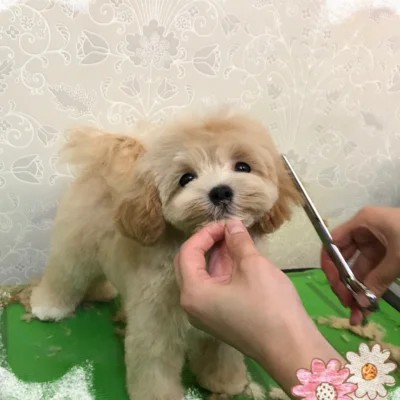 ペットビューティーラボ　グレイス＋ 1