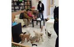 千葉県印西市のトリミングサロン wan wan wan（保護犬カフェ）のサムネイル2枚目