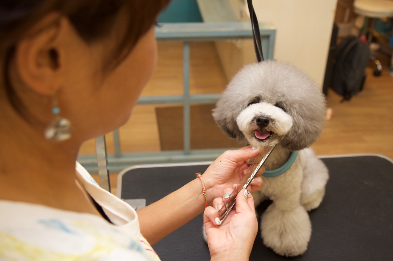 トイプードルのトリミングカット Pet Salon Birthday 渋谷店の1枚目