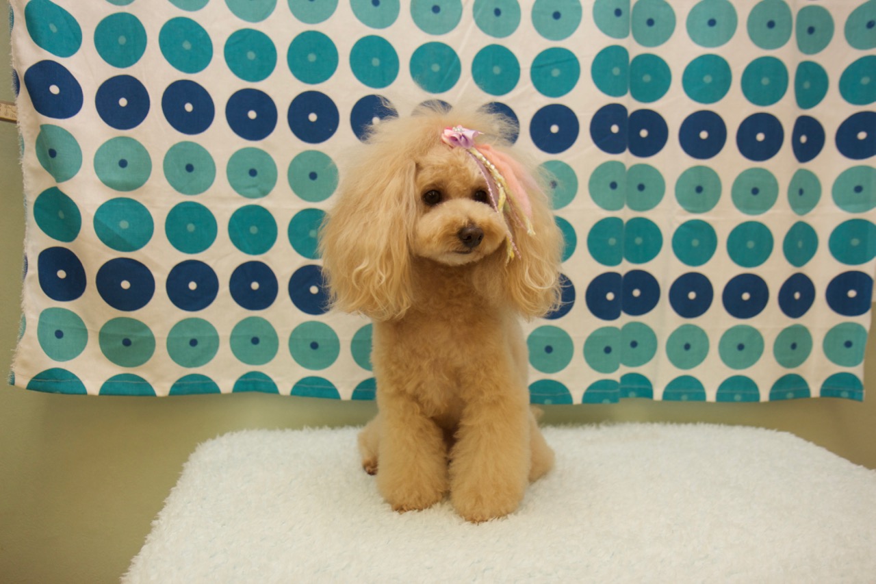 トリミングサロン Pet Salon Birthday 渋谷店のトリミングカット-487の1枚目