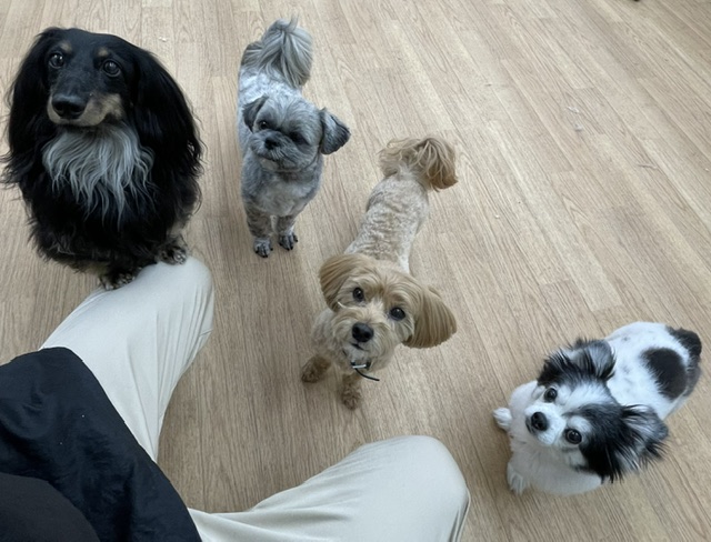 Dog Salon Poo 6