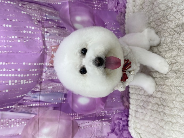 Dog Salon Poo 4