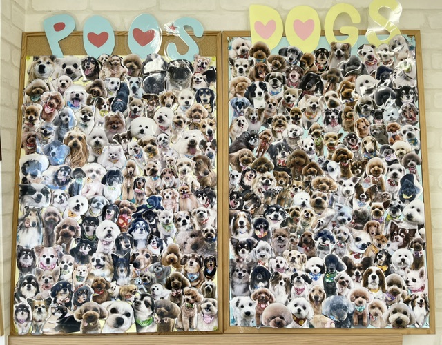 Dog Salon Poo 2