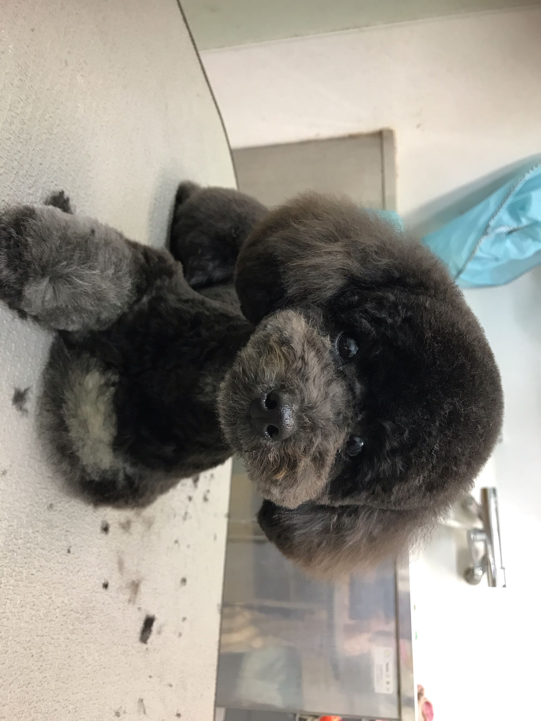 広島県福山市のトリミングサロン ドッグスペース・LEOのサムネイル2枚目