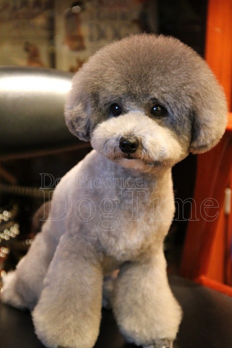 トリミングサロン Dog Produce Dog Time (ドッグプロデュース ドッグタイム)のトリミングカット-2952の1枚目