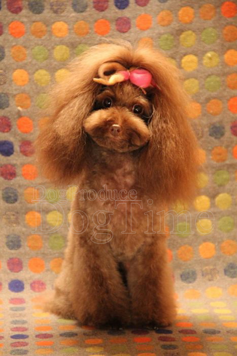 トリミングサロン Dog Produce Dog Time (ドッグプロデュース ドッグタイム)のトリミングカット-2960の1枚目