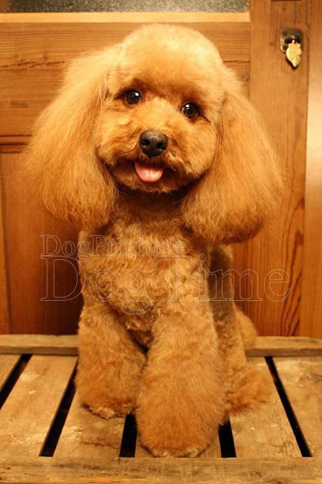 トリミングサロン Dog Produce Dog Time (ドッグプロデュース ドッグタイム)のトリミングカット-2968の1枚目
