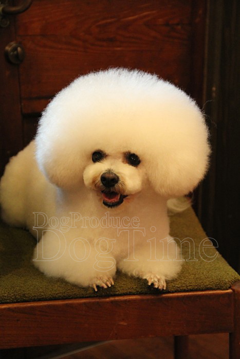 トリミングサロン Dog Produce Dog Time (ドッグプロデュース ドッグタイム)のトリミングカット-2947の1枚目