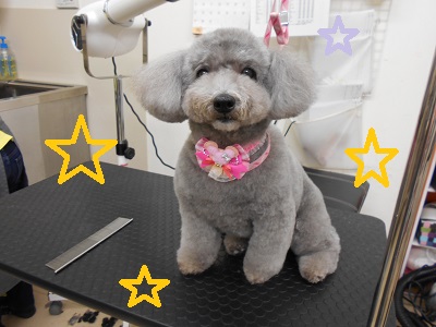 トイプードルのトリミングカット シュシュ（ｃｈｏｕｃｈｏｕ）倉敷店の1枚目