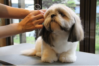 トリミングサロン Dog Salon くろべんちのトリミングカット-300の1枚目