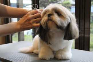 神奈川県横浜市保土ケ谷区のトリミングサロン Dog Salon くろべんちの3枚目