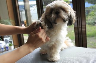 神奈川県横浜市保土ケ谷区のトリミングサロン Dog Salon くろべんちの1枚目