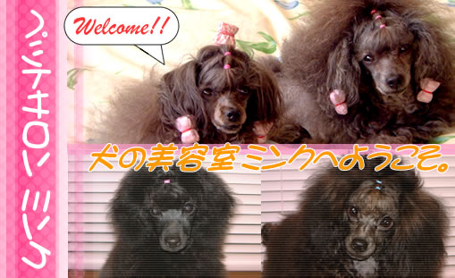 ワンちゃんが安心できるサロン