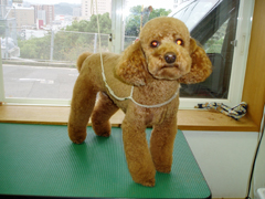 トリミングサロン ＤｏｇＳｐａｃｅチャミー＆チャミー．のトリミングカット-2919の1枚目