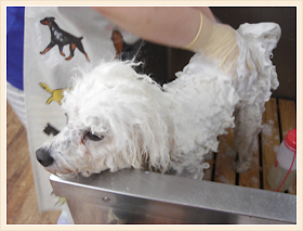 広島県北広島町のトリミングサロン 犬の美容室マリのサムネイル2枚目