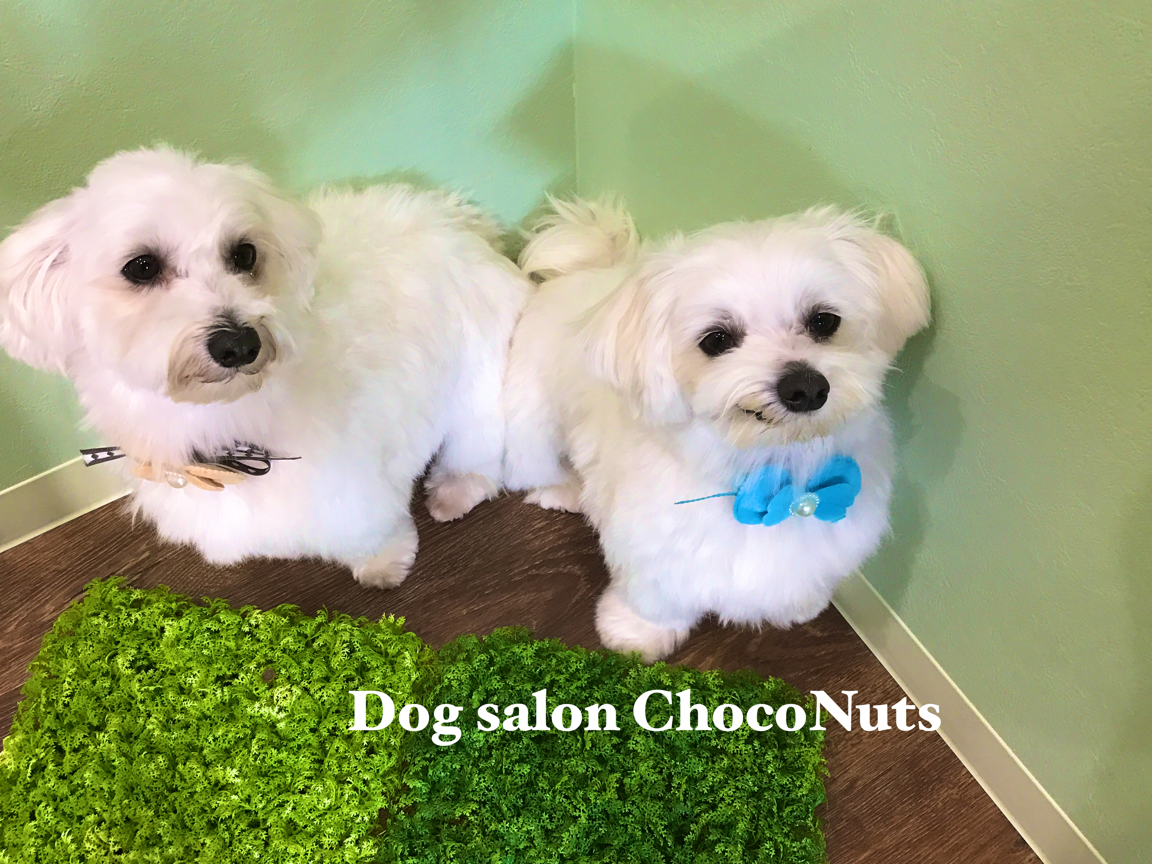 トリミングサロン Dog salon ChocoNuts(ドッグサロン チョコナッツ）からのお知らせ 2017-03-29