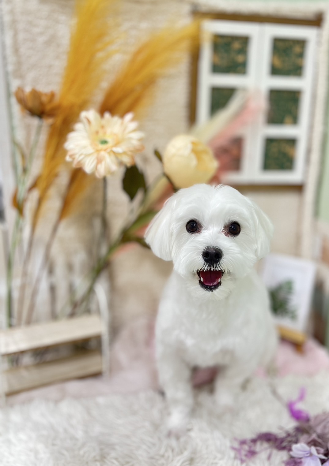 トリミングサロン Dog salon ChocoNuts(ドッグサロン チョコナッツ）の口コミ-572の1枚目