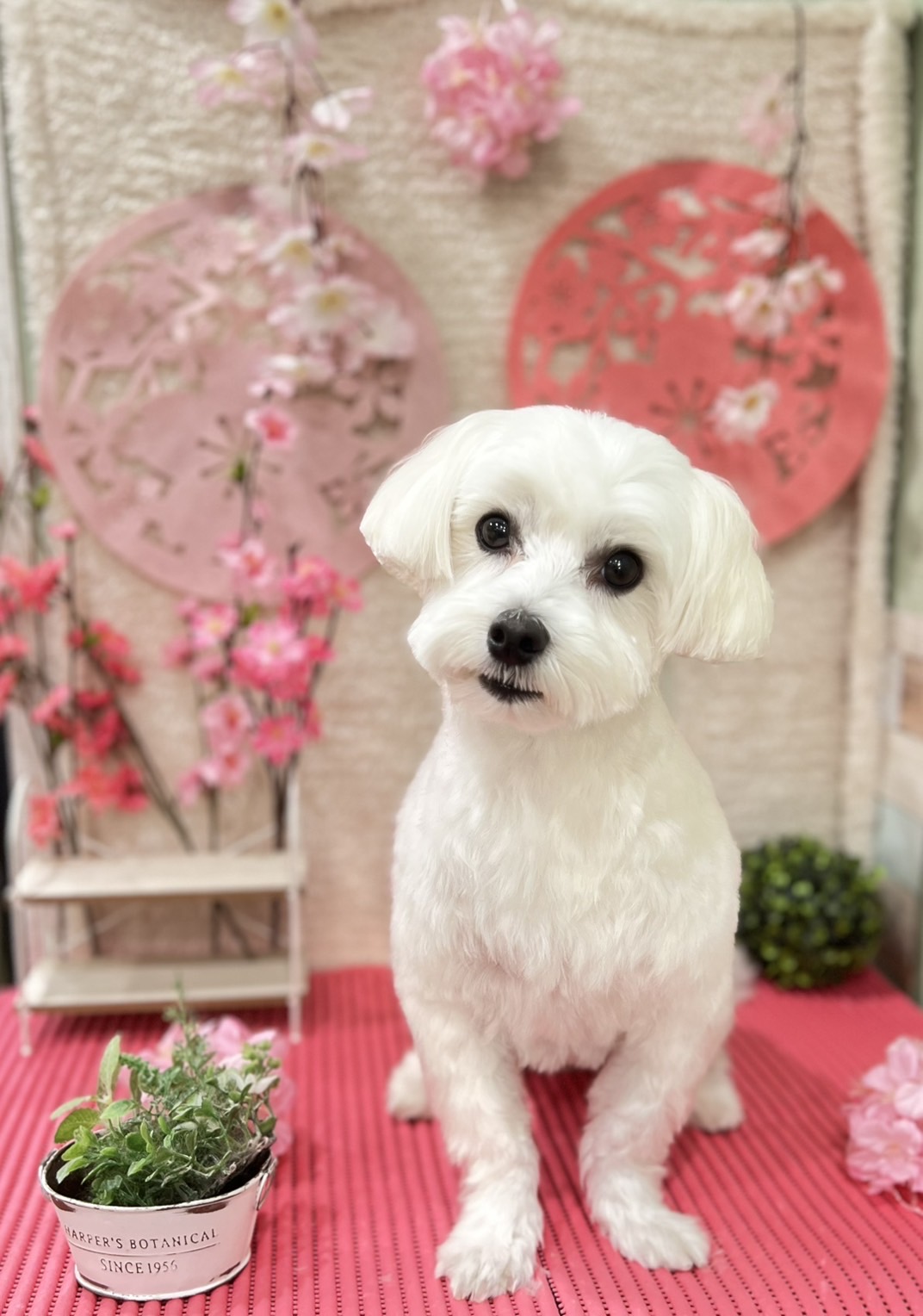 トリミングサロン Dog salon ChocoNuts(ドッグサロン チョコナッツ）の口コミ-588の1枚目