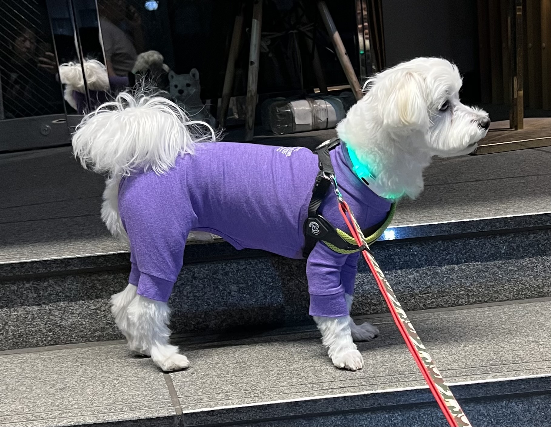 トリミングサロン Dog salon ChocoNuts(ドッグサロン チョコナッツ）の口コミ-588の2枚目