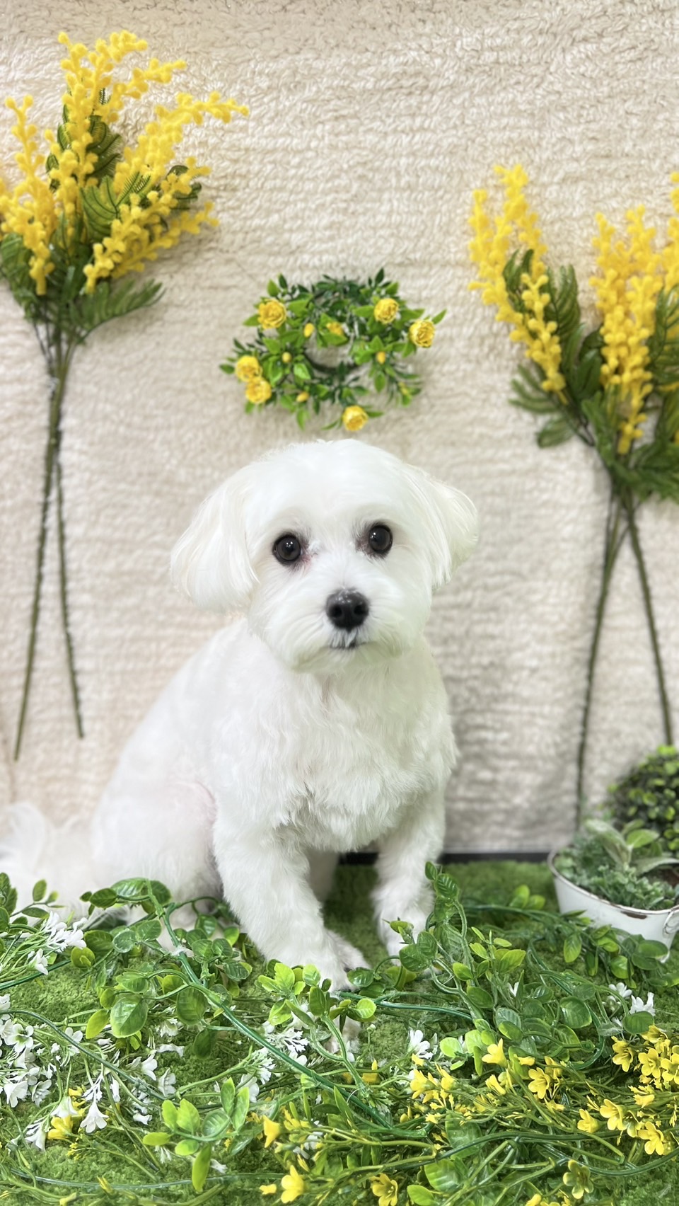 トリミングサロン Dog salon ChocoNuts(ドッグサロン チョコナッツ）の口コミ-600の1枚目
