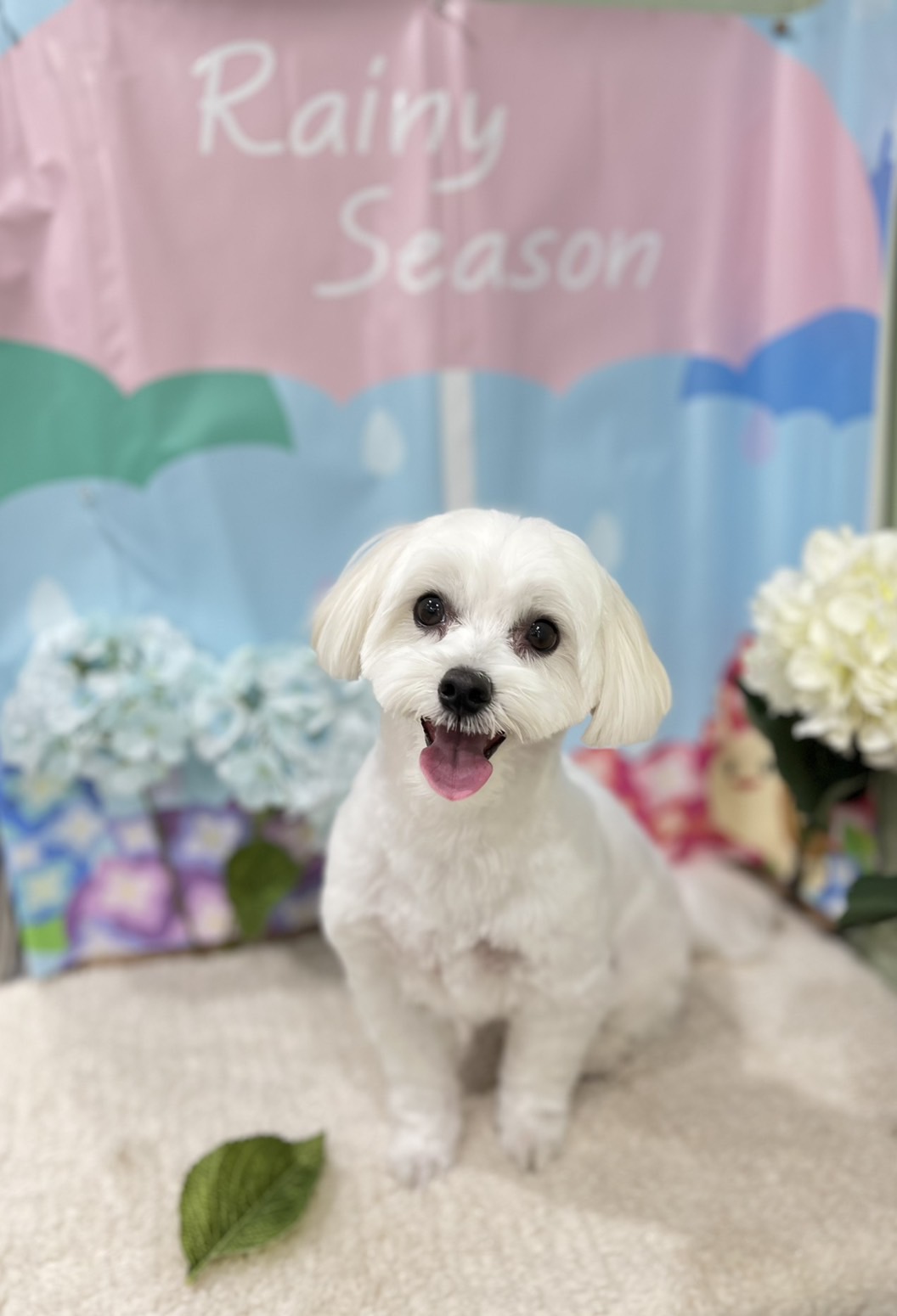トリミングサロン Dog salon ChocoNuts(ドッグサロン チョコナッツ）の口コミ-613の1枚目