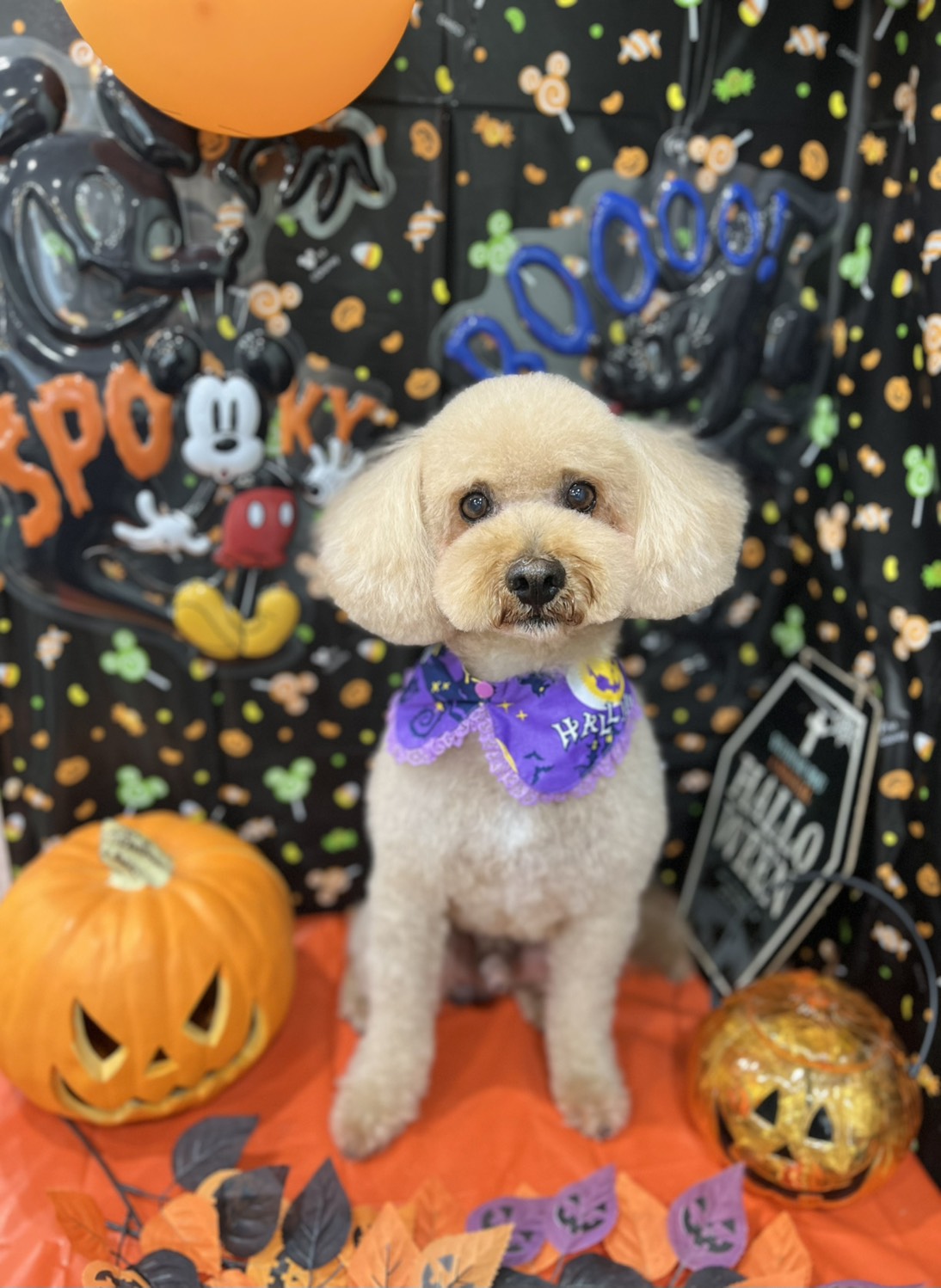 トリミングサロン Dog salon ChocoNuts(ドッグサロン チョコナッツ）の口コミ-685の1枚目