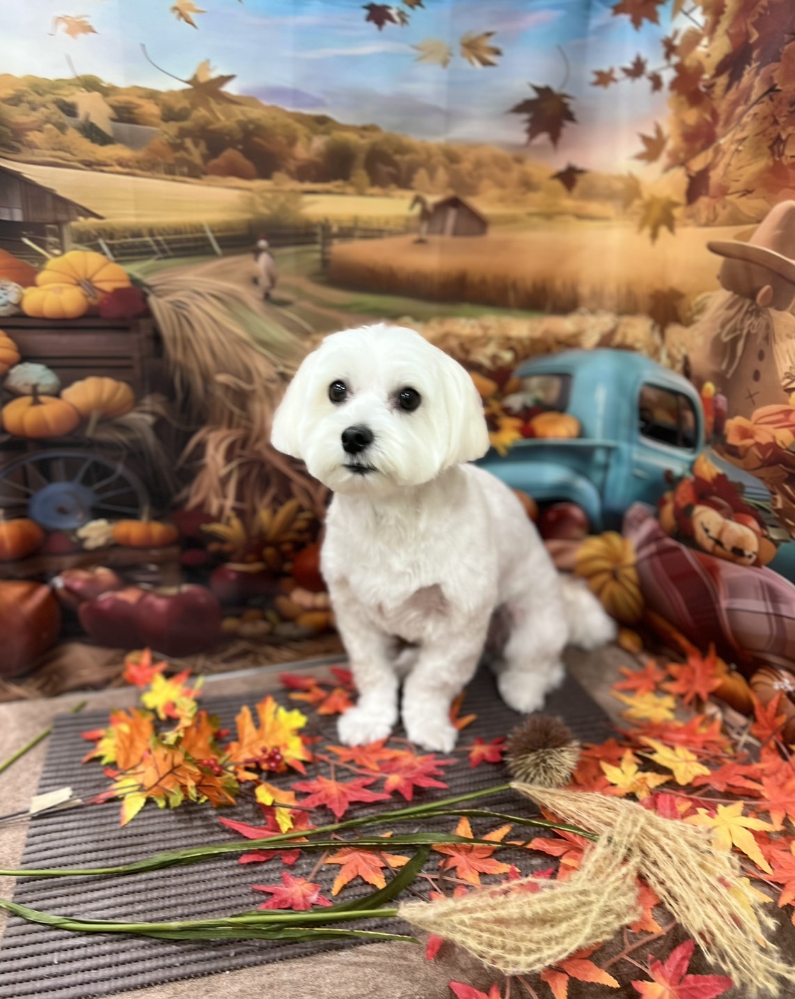 トリミングサロン Dog salon ChocoNuts(ドッグサロン チョコナッツ）の口コミ-701の1枚目