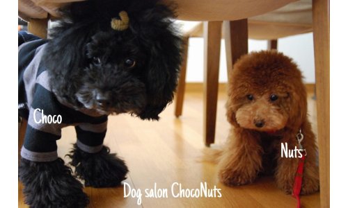 東京都渋谷区のトリミングサロン Dog salon ChocoNuts(ドッグサロン チョコナッツ）のサムネイル2枚目