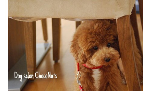 東京都渋谷区のトリミングサロン Dog salon ChocoNuts(ドッグサロン チョコナッツ）の3枚目