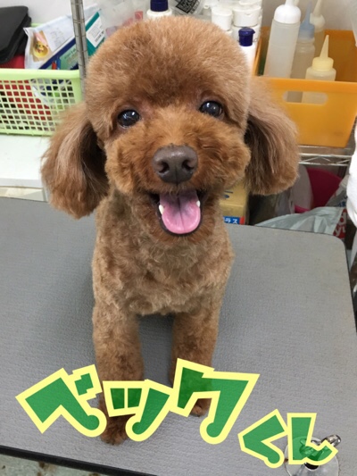 トイプードルのトリミングカット ペットショップピーターパンの1枚目