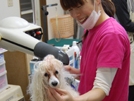 トリミングサロン ＤＯＧ・ＧＲＡＣＥのトリマー 店長
