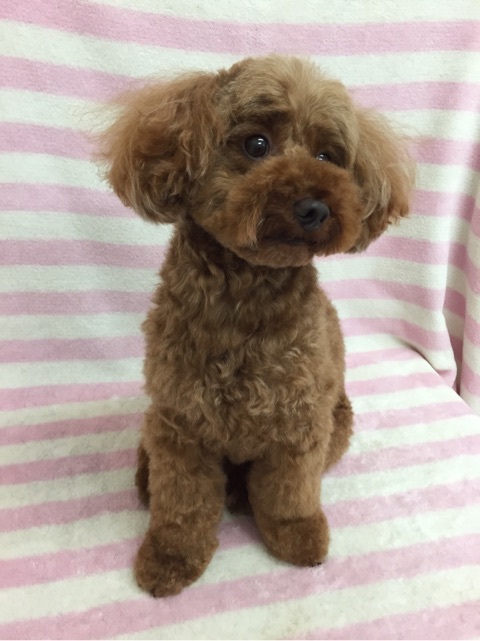トリミングサロン ドッグハウスＫ９稲美店のトリミングカット-2926の1枚目