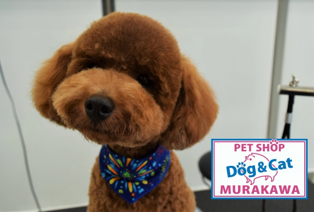 トリミングサロン プロショップＤＯＧ＆ＣＡＴムラカワのトリミングカット-3030の1枚目