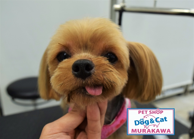 トリミングサロン プロショップＤＯＧ＆ＣＡＴムラカワのトリミングカット-3037の1枚目