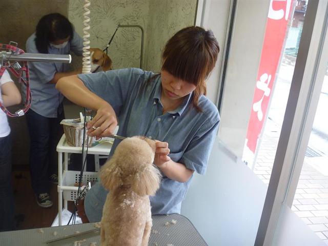 兵庫県芦屋市のトリミングサロン プチアンジュのサムネイル2枚目