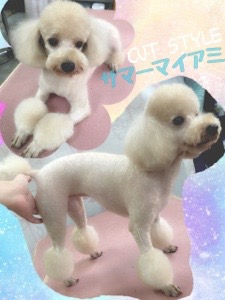 トイプードルのトリミングカット ドッグ・テールの1枚目