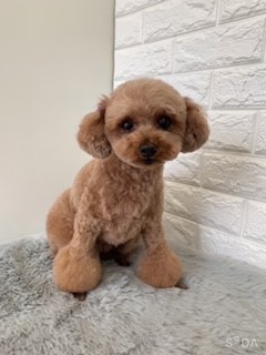 トリミングサロン dogsalon Dogdollyのトリミングカット-3031の1枚目