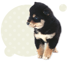 兵庫県伊丹市のトリミングサロン 愛犬の美容室puppyのサムネイル2枚目