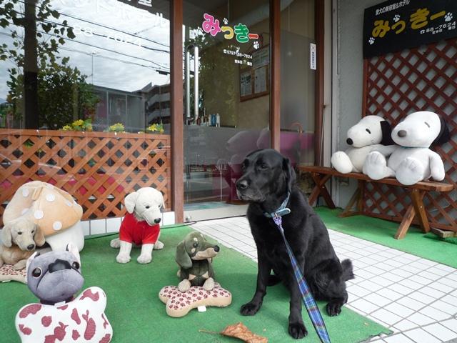兵庫県宝塚市のトリミングサロン 愛犬の美容室みっきーのサムネイル2枚目