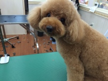 愛知県名古屋市中区のトリミングサロン SLY DOGのサムネイル2枚目