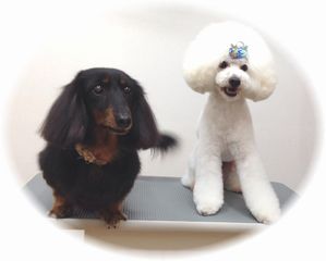 トリミングサロン ペットサロンバームのトリマー トリマー＊いつか